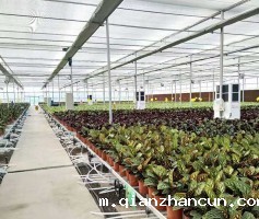 花卉温室大棚类